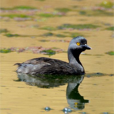 Least Grebe (2)